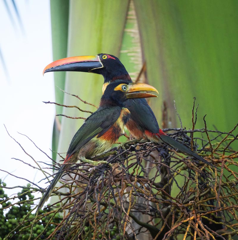 Villa-Paraiso_Costa-Rica_-Toucans01_800px